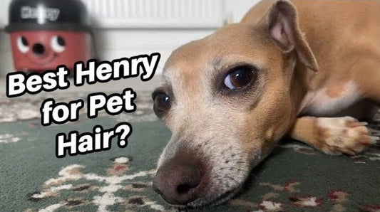 What is the Best Henry Hoover For Pet Hair? - Henry Bags