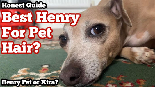 What is the Best Henry Hoover For Pet Hair? - Henry Bags
